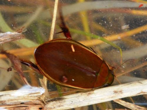 Cybister lateralimarginalis